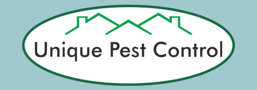Bed Bug St. Louis